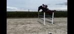 4 jarige merrie, Dieren en Toebehoren, Paarden, Merrie, Springpaard, B, Gechipt