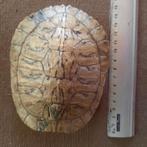 Schildpad schild VERKOCHT, Schildpad, 11 jaar of ouder