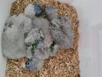 Handtamme Lori s van de blauwe bergen, Dieren en Toebehoren, Vogels | Overige Vogels, Tam