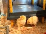 Kuikens, Dieren en Toebehoren, Pluimvee