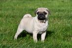 Mopshond pups te koop, Dieren en Toebehoren, Honden | Bulldogs, Pinschers en Molossers, 15 weken tot 1 jaar, Overige rassen, Buitenland