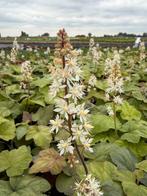 Tiarella ‘Wherry’, Ophalen, Vaste plant, Halfschaduw