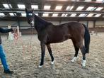 2.5 jarige Colorit Z x Grandorado TN, Dieren en Toebehoren, Paarden, Springpaard, Gechipt, Ruin, 3 tot 6 jaar