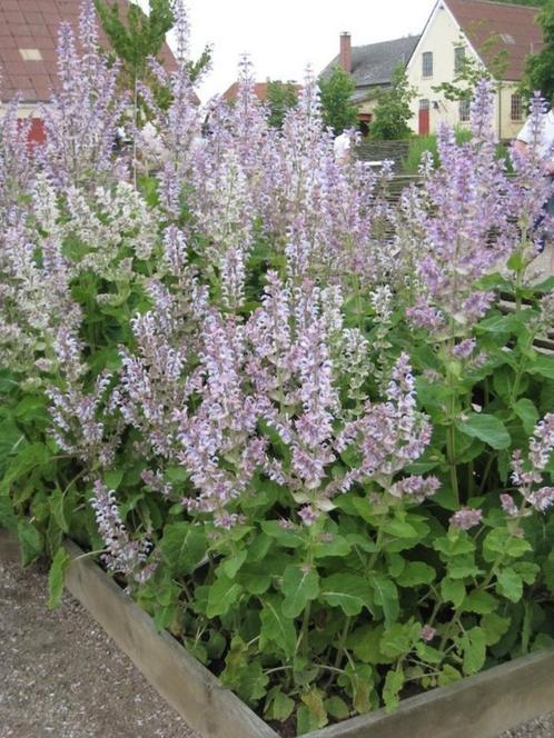 Salvia sclarea, muskaatsalie, scharlei, Tuin en Terras, Planten | Tuinplanten, Vaste plant, Zomer, Ophalen