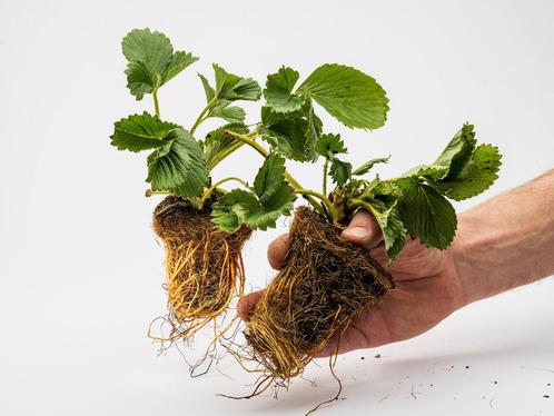 A++ Aardbeiplanten, sterke professionele rassen, Tuin en Terras, Planten | Fruitbomen, Overige soorten, Volle zon, Ophalen of Verzenden