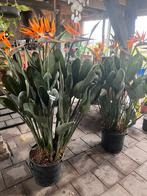 Paradijsvogelplant, strelitzia reginae XL 150 cm H, Jardin & Terrasse, Plantes | Jardin, Enlèvement ou Envoi