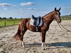 Prachtige 3jarige dressuurmerrie te koop, Dieren en Toebehoren, Paarden, Merrie, Dressuurpaard