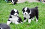 Australische herder pups geboren op boerderij, België, Particulier, CDV (hondenziekte), 8 tot 15 weken