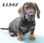 Teckel (ruwhaar) pups te koop, Dieren en Toebehoren, Honden | Teckels en Dashonden, 15 weken tot 1 jaar, Handelaar, Buitenland