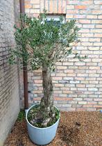 Olijfbomen, Jardin & Terrasse, Plantes | Arbres, Enlèvement, Olivier
