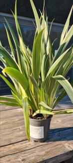 Iris Tect. Cruella - Orchidee Iris, Tuin en Terras, Ophalen