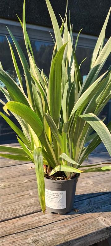 Iris Tect. Cruella - Orchidee Iris  beschikbaar voor biedingen