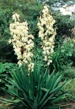 Yucca filamenteux (Yucca filamentosa), Enlèvement, Autres espèces, Été, Plante fixe