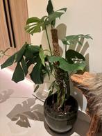 2 gezonde Monstera’s incl pot, Ophalen