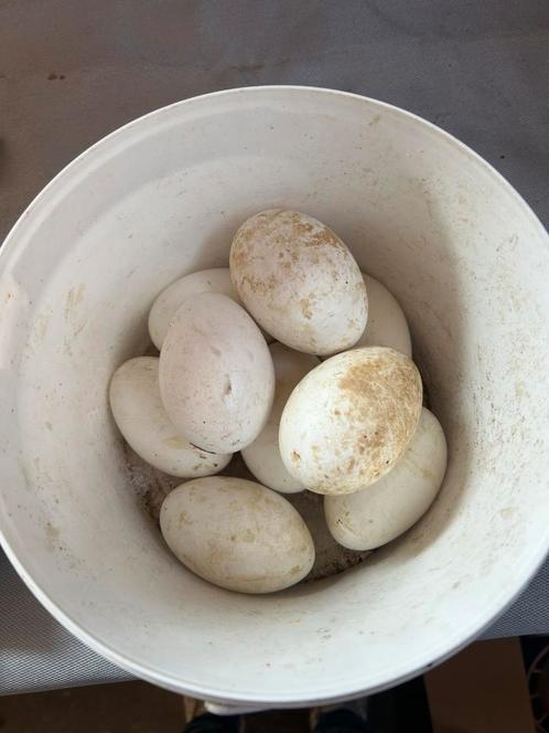 Broedeieren Witte Boerengans, Dieren en Toebehoren, Pluimvee, Gans of Zwaan