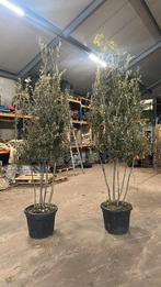 Quercus Ilex steeneik meerstammig, Ophalen of Verzenden