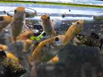 Molly's te koop, Dieren en Toebehoren