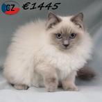 Adorables chatons Ragdoll à vendre, Plusieurs animaux, Vermifugé, 0 à 2 ans