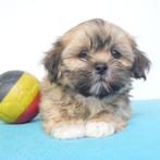 Shih Tzu - Belgische puppy's te koop, Dieren en Toebehoren, CDV (hondenziekte), Meerdere, 8 tot 15 weken, Meerdere dieren
