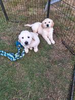 Knappe golden retriever pups, Dieren en Toebehoren, Honden | Retrievers, Spaniëls en Waterhonden, Golden retriever, België, CDV (hondenziekte)