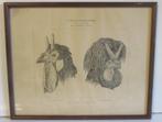 antieke litho illustratie uit Acclimatation Coq la Fleche, Verzenden