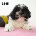 Shih Tzu (teefjes) Belgische pups te koop, België, CDV (hondenziekte), 8 tot 15 weken, Teef