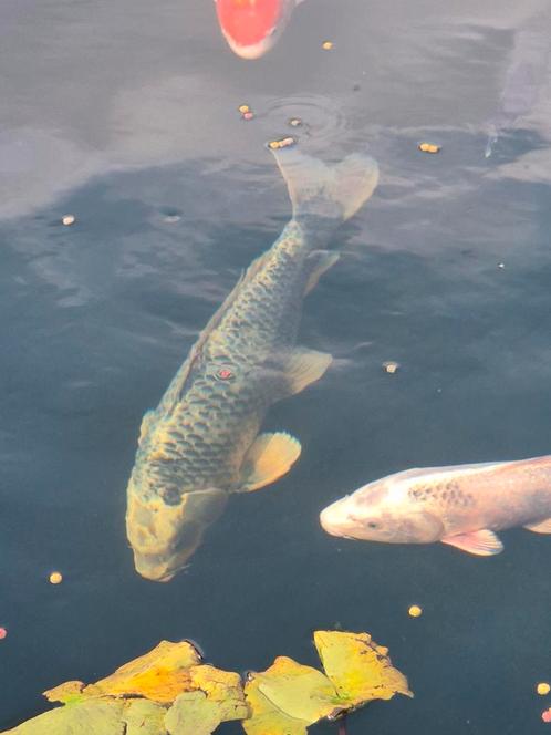 Japanse Koi 3 stuks, Dieren en Toebehoren, Vissen | Vijvervissen