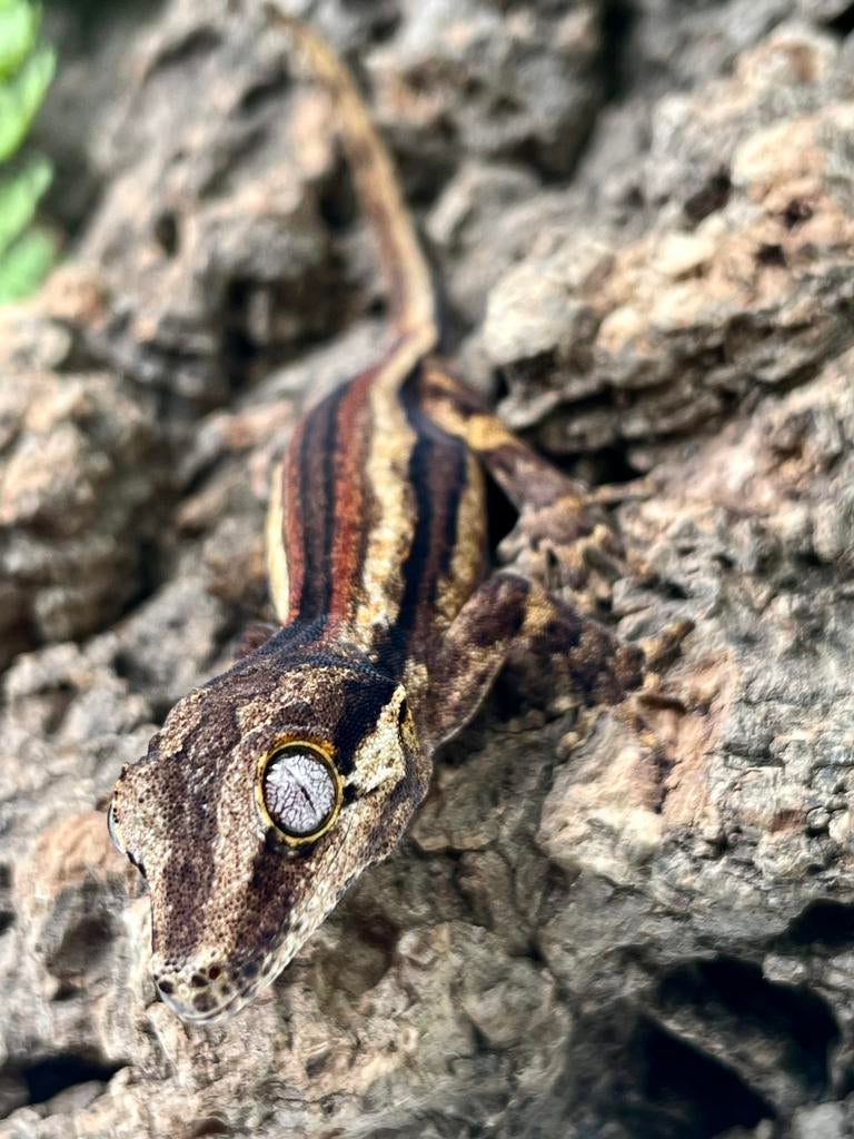 Gargoyle baby, Animaux & Accessoires, Reptiles & Amphibiens