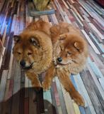 Huisje gezocht voor super lieve chow chow, Fokker | Hobbymatig, Overige rassen, Buitenland, Eén hond