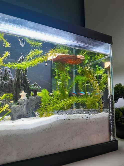 Ik vang allerlei soorten vis, Dieren en Toebehoren, Vissen | Aquaria en Toebehoren, Zo goed als nieuw, Gevuld zoetwateraquarium