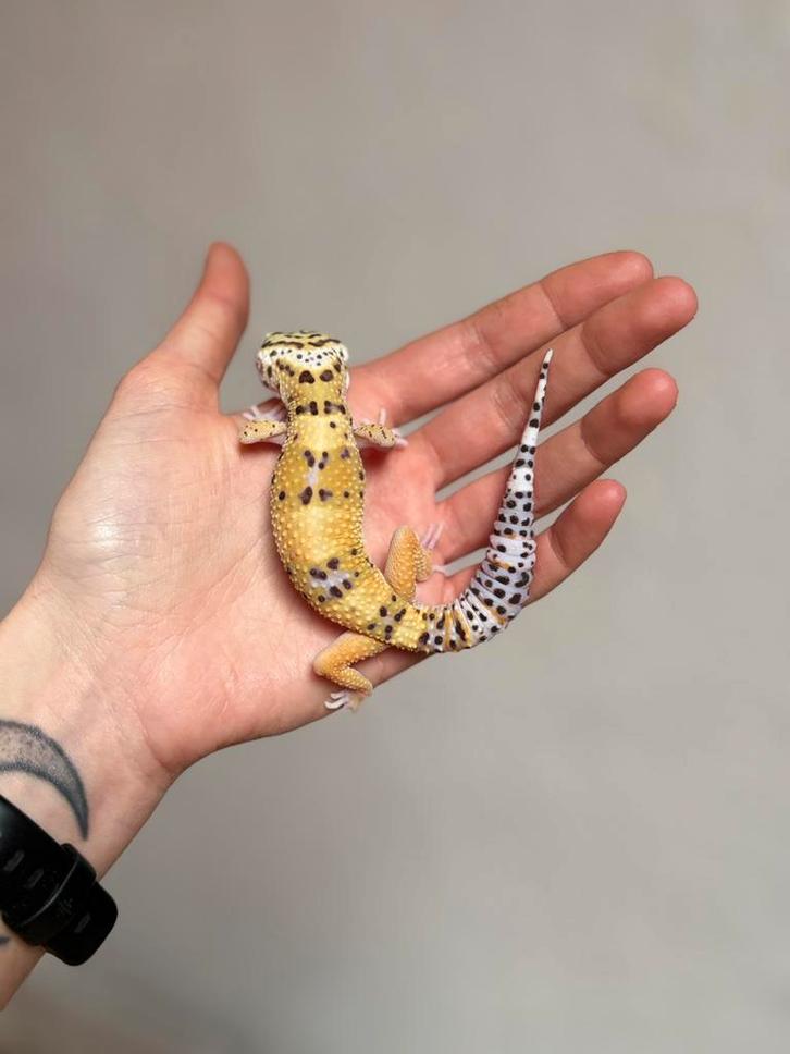 Luipaardgekko mannetje, Dieren en Toebehoren, Reptielen en Amfibieën, Hagedis, 0 tot 2 jaar