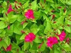 Mirabilis, Tuin en Terras, Planten | Tuinplanten, Ophalen, Zomer
