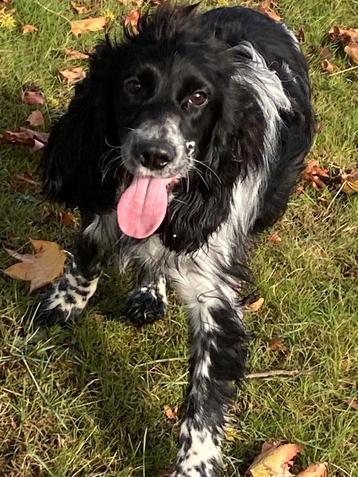 Prachtige engelse cocker spaniel reu zwart schimmel  beschikbaar voor biedingen