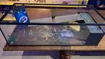 Bac à tortue 80x30 x 22 cm, Animaux & Accessoires, Poissons | Aquariums & Accessoires, Utilisé