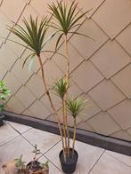 kunstplant in pot 185 hoog -  35 euro, Ophalen, Binnen