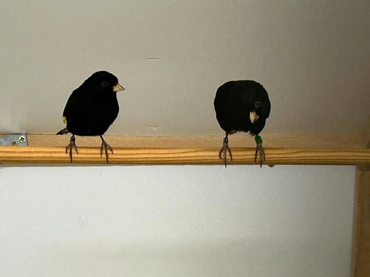 Zwarte sijzen, Dieren en Toebehoren, Vogels | Overige Vogels, Geringd