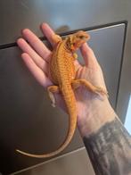 Baardagaam oranje (vrouw), Dieren en Toebehoren, Ophalen