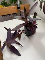Tradescantia pallida / Purple Heart - kamerplant, Ophalen, Overige soorten, Halfschaduw, Minder dan 100 cm
