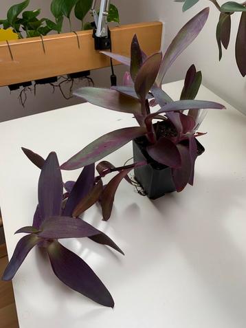 Tradescantia pallida / Purple Heart - kamerplant beschikbaar voor biedingen