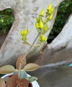 Kalanchoe Orgyalis, Plein soleil, Plante succulente, Envoi, Moins de 100 cm