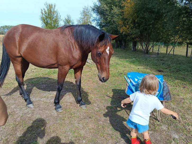 Super lieve E pony bomproof geweldig met kinderen, Dieren en Toebehoren, Pony's, Merrie, Zadelmak, E pony (1.48m - 1.57m), Recreatiepony