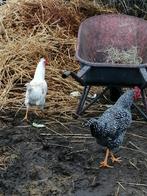 Jonge hanen van 2025, Dieren en Toebehoren, Pluimvee