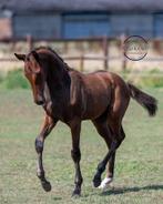 Super knap hengstveulen Quality Gold x Nabab de Reve, Springpaard, Gechipt, Niet van toepassing, 0 tot 2 jaar