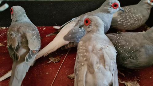 Diamant duifjes, Dieren en Toebehoren, Vogels | Duiven, Overige soorten, Meerdere dieren