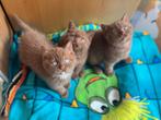 Cinnamon latent & DBE, Meerdere dieren, Kortharig, 0 tot 2 jaar