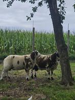 Baggerbonte ram, Dieren en Toebehoren, Schapen, Geiten en Varkens