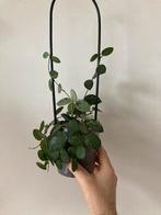 2 hoya planten voor 10€, Ophalen