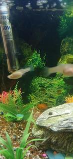 Guppy, Poisson