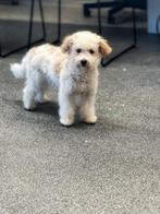 Maltipoo puberpups zoeken een gouden mandje, 15 weken tot 1 jaar, CDV (hondenziekte), Buitenland, Meerdere