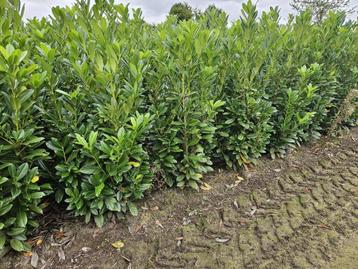 Laurierhagen  in pot beschikbaar voor biedingen